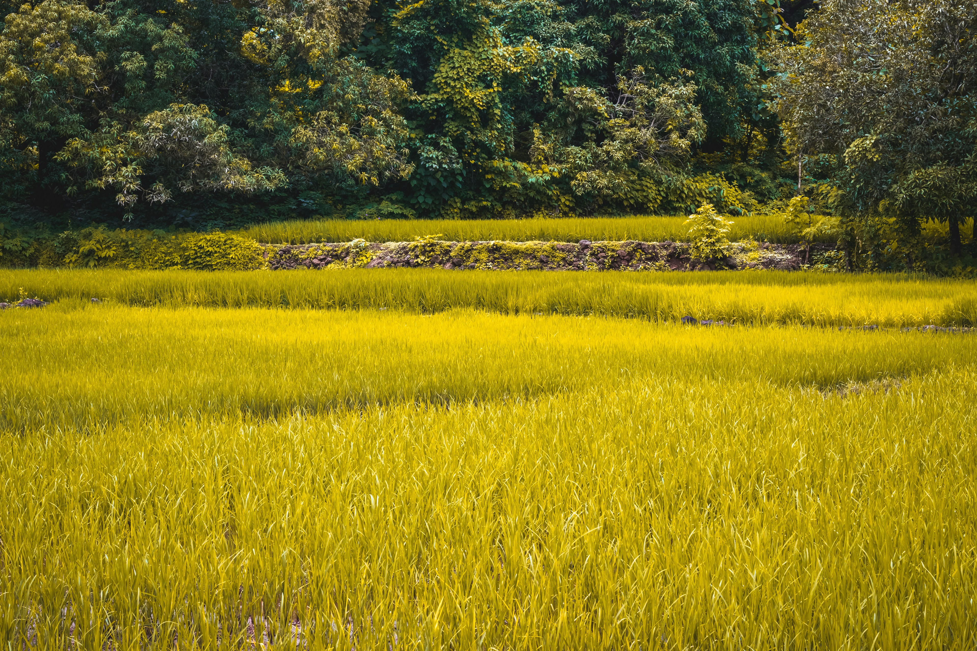 Mô tả hình ảnh